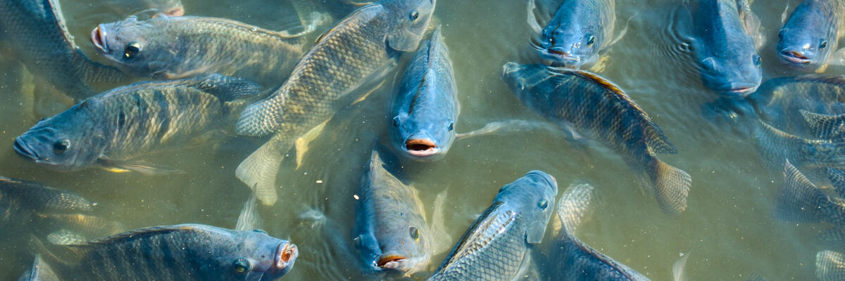 Сохранение и восстановление популяции осетровых рыб